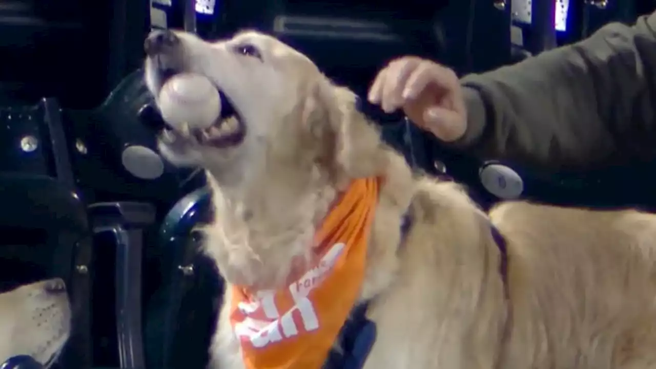 The luckiest good dog got their paws all over a Francisco Lindor home run ball