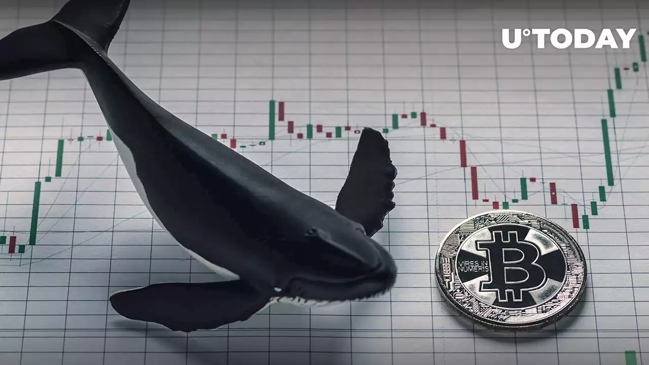 Bitcoin Whales' Smart Tactics Revealed, Here's How They Act Right Now