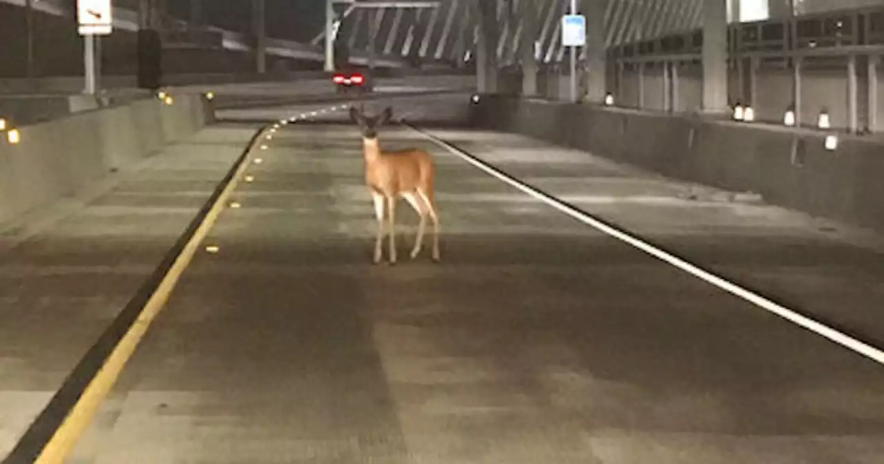 Love is in the air, that means danger is lurking around the roads