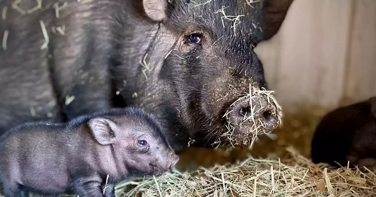 Fate of more than 100 pet pigs abandoned in Santa Ysabel still unclear