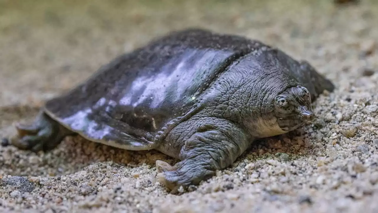 San Diego Zoo welcomes 41 endangered turtle hatchlings