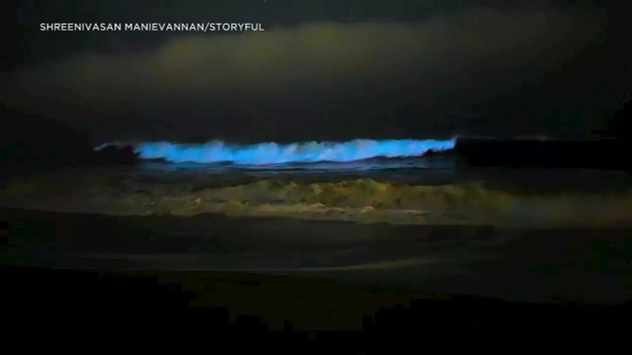 Caught on video: Bioluminescent blue waves return to Pacifica