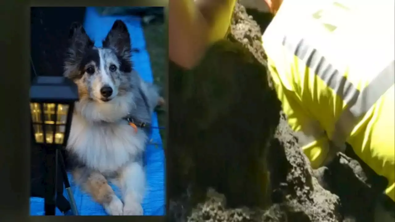 Firefighters dig trench to rescue dog stuck in storm drain in North Dakota