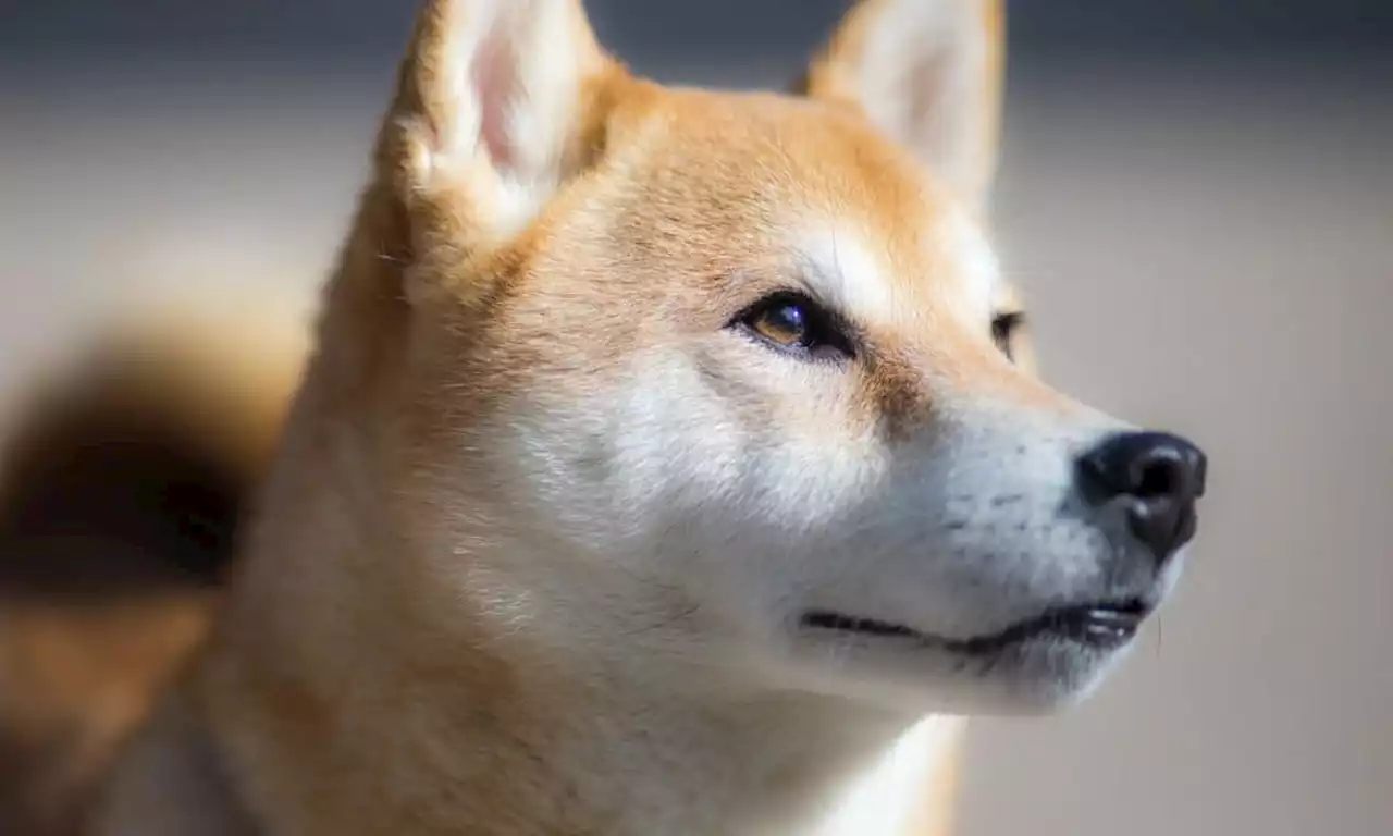 Shiba Inu [SHIB] and everything about Shiba Eternity’s global launch