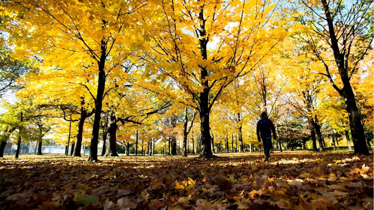 Here's what's open and closed in Toronto on Thanksgiving Monday