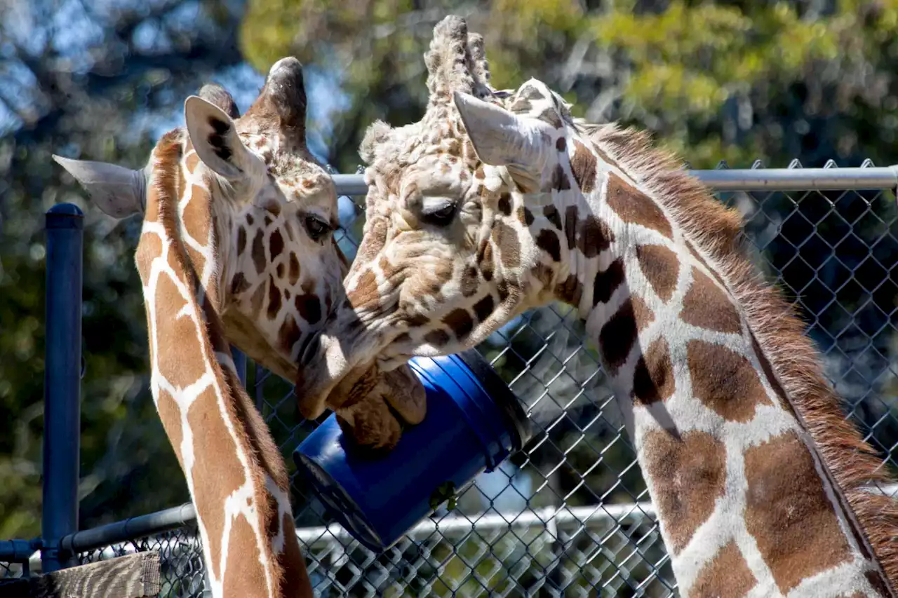 Fight over giraffe sale involving Helotes and Boerne companies headed to court