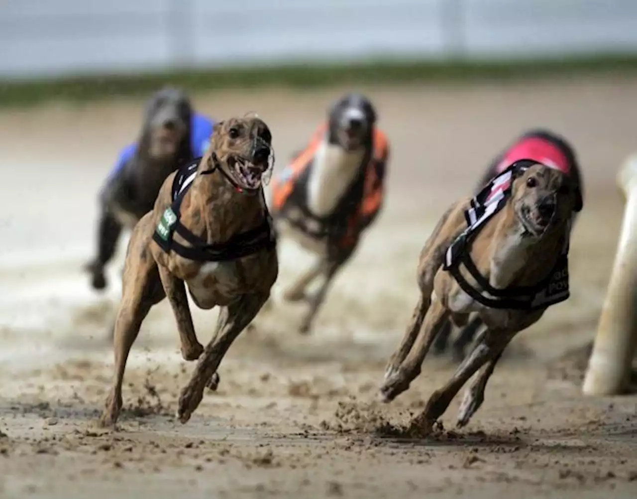 Bid to ban greyhound racing in Scotland amid 'dog cruelty concerns'