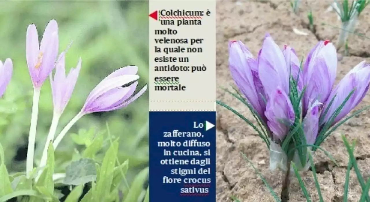 Verdura che uccide, dalla mandragora ai funghi e non solo: come evitare le trappole della natura