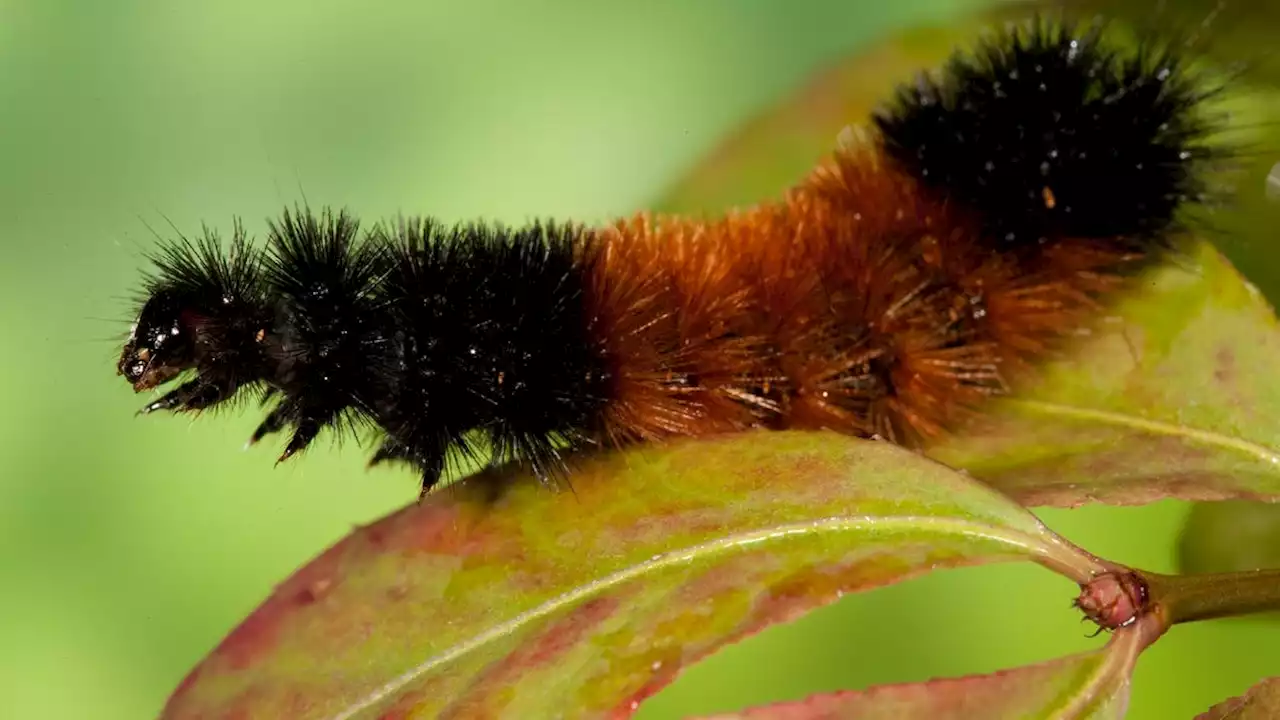 Woolly weather predictions: Entomologist weighs in on caterpillar folklore