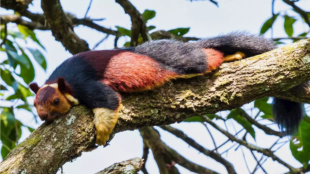 These Giant, Colorful Squirrels Are The Most Beautiful Rodents We've Ever Seen