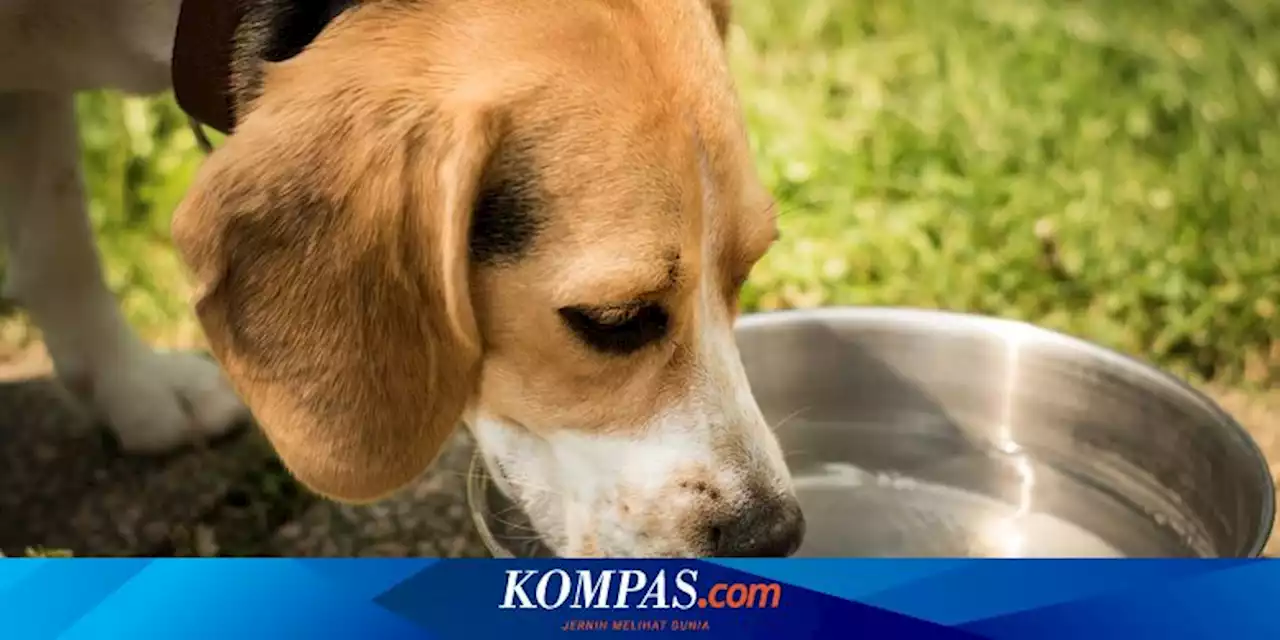 Penyebab dan Bahaya Anjing Minum Banyak Air