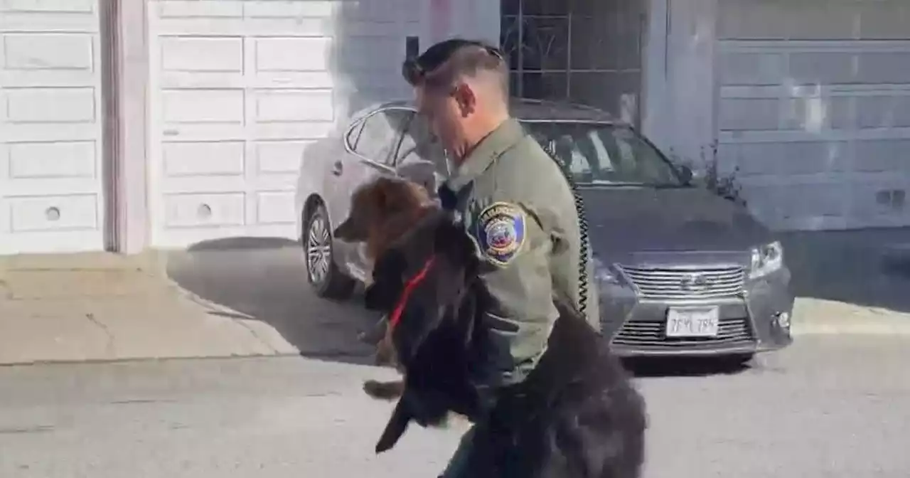 Authorities seize over two dozen dogs from San Francisco home