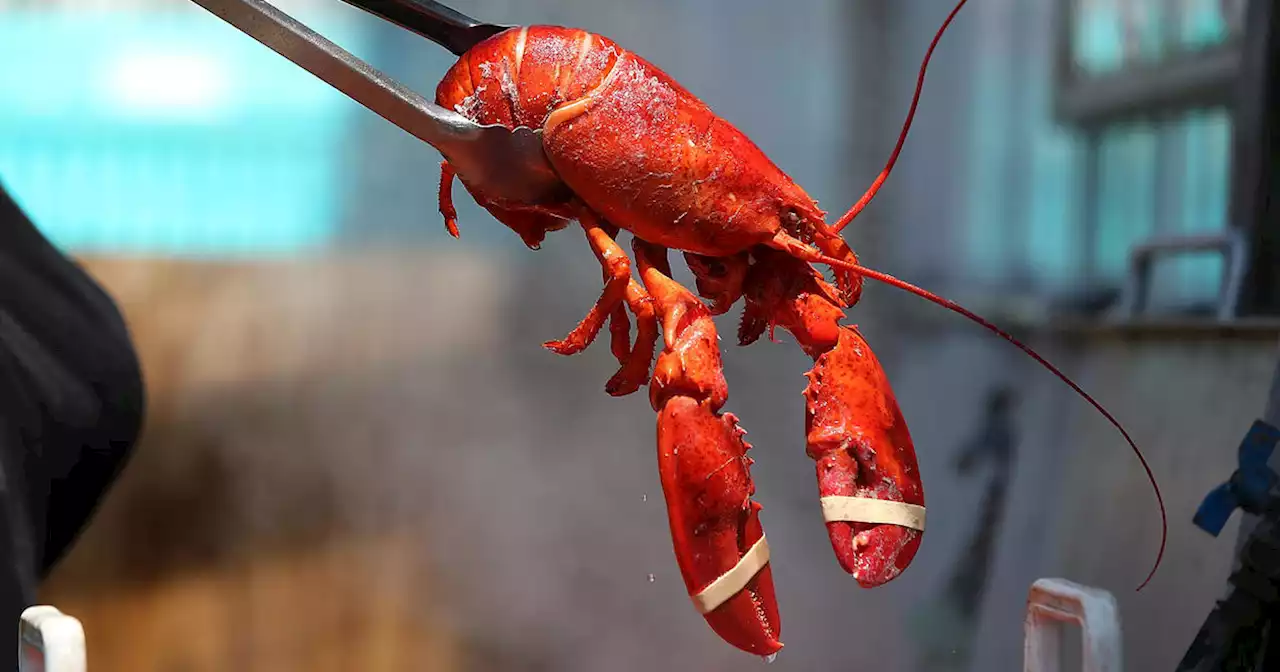 Lawmaker wants to defund Monterey Bay Aquarium after lobster placed on 'red list'