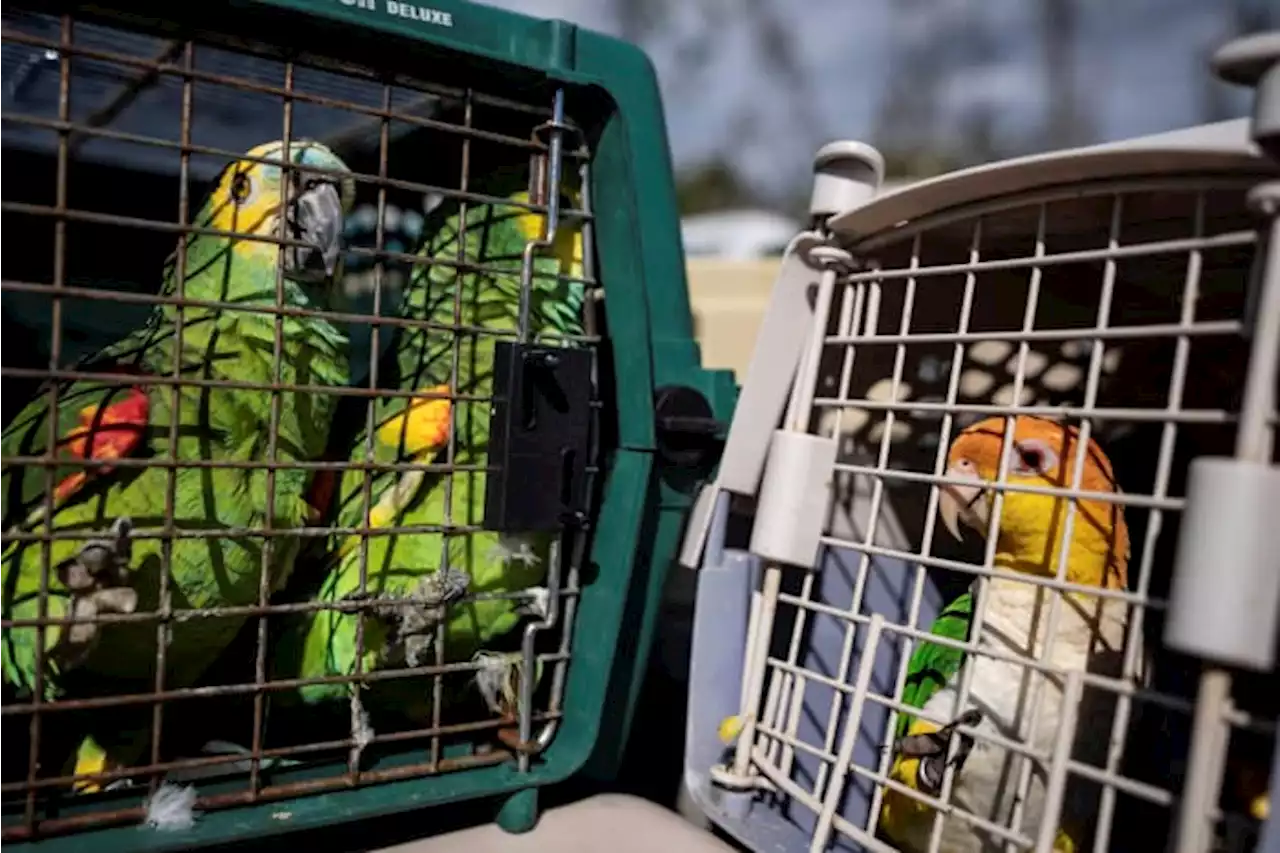 Rescuers flock together to save 275 parrots stranded by Ian