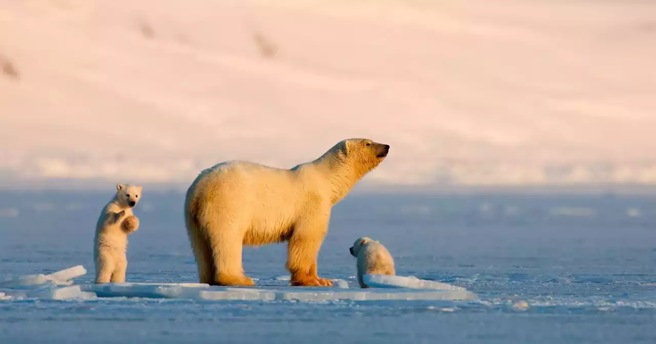 Norvège : après la morse Freya, l'ourse polaire Frost pourrait aussi être mise à mort