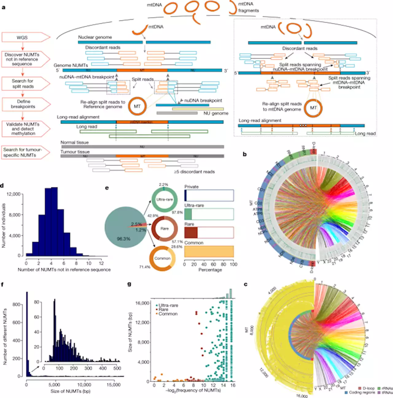 Nuclear-embedded mitochondrial DNA sequences in 66,083 human genomes - Nature