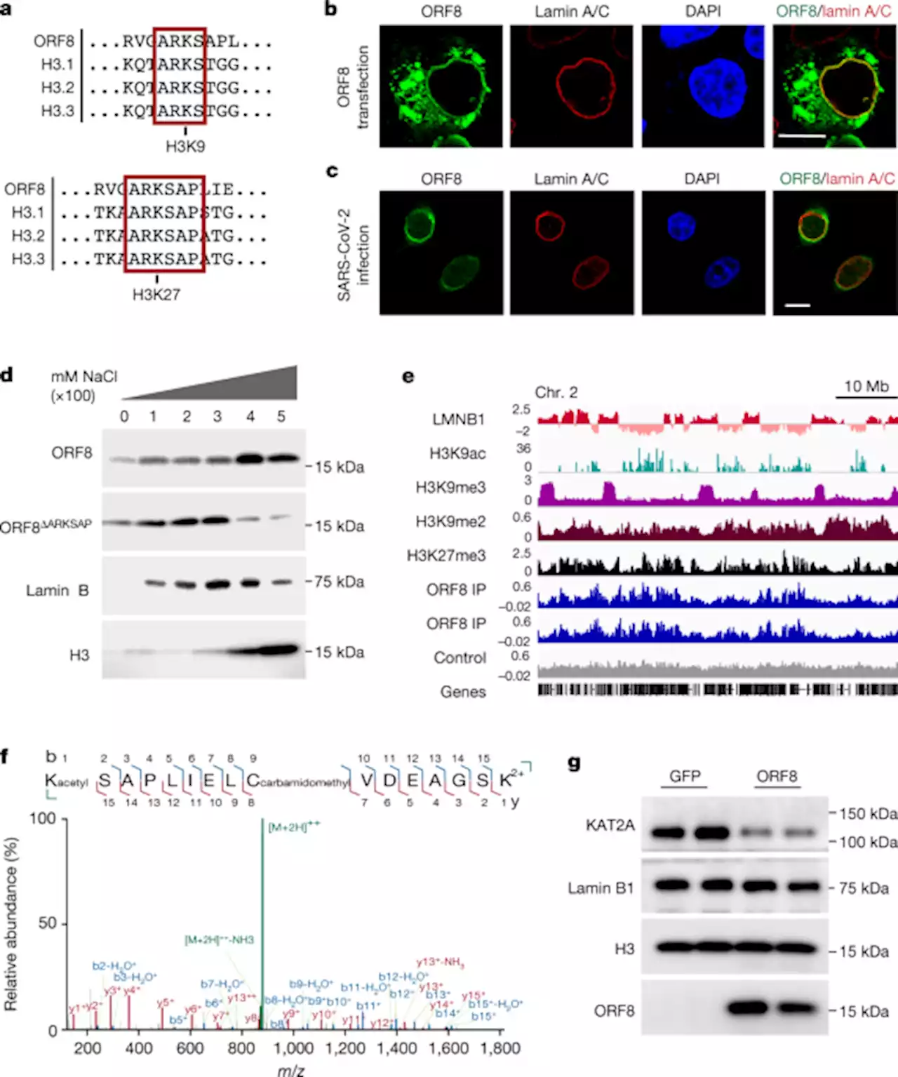 SARS-CoV-2 disrupts host epigenetic regulation via histone mimicry - Nature