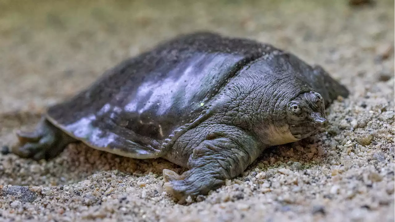 After years of waiting, rare turtles have bred 41 hatchlings at the San Diego Zoo