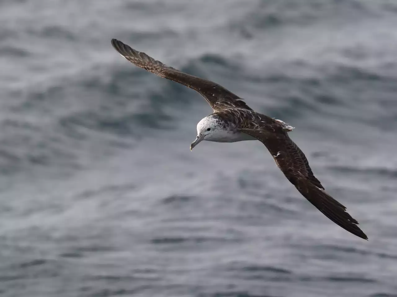 Pelagic seabirds fly into the eye of the storm when faced with extreme weather conditions