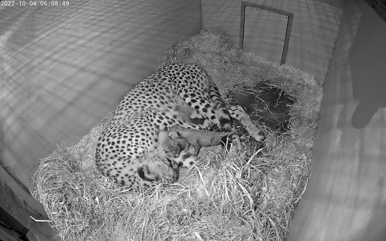 New Cheetah Cubs at the Smithsonian Zoo