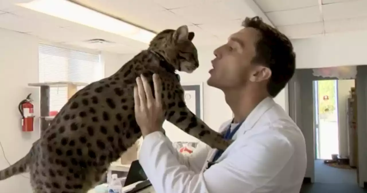 2-year-old Savannah cat named world's tallest living domestic feline