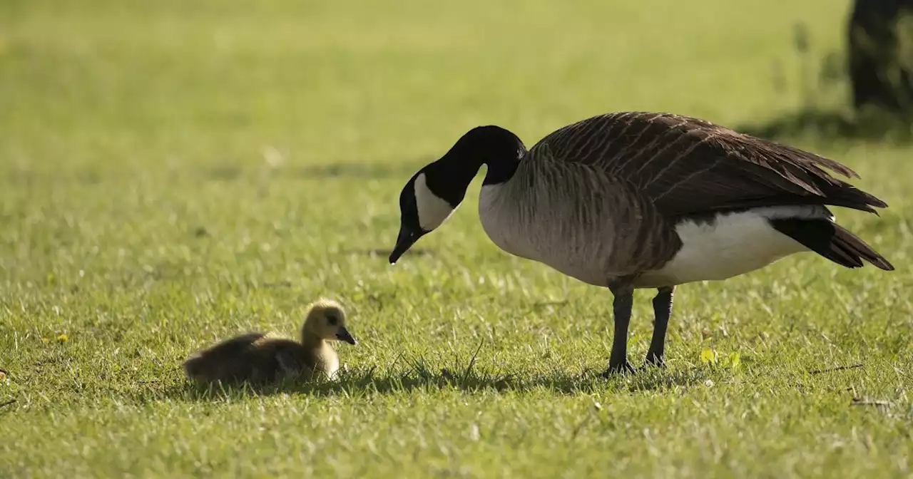 Arizona Game and Fish investigating reports of dead birds, geese