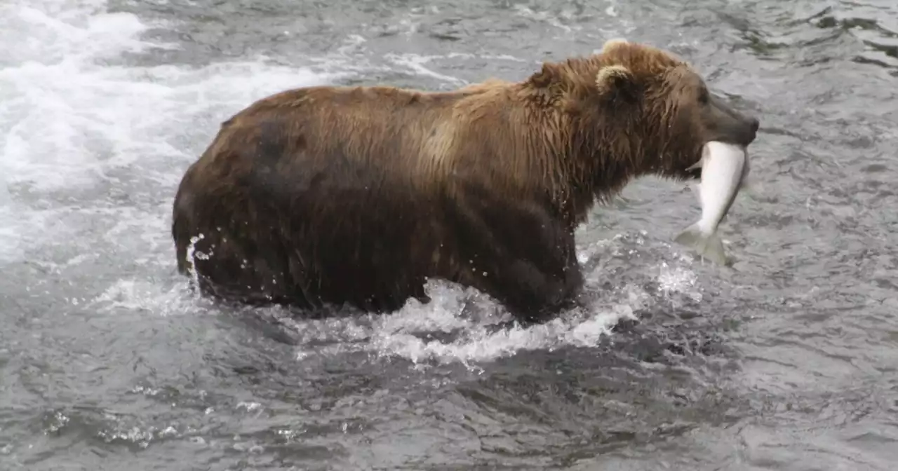 Fat Bear Week 2022: Vote for Alaska's fattest bear