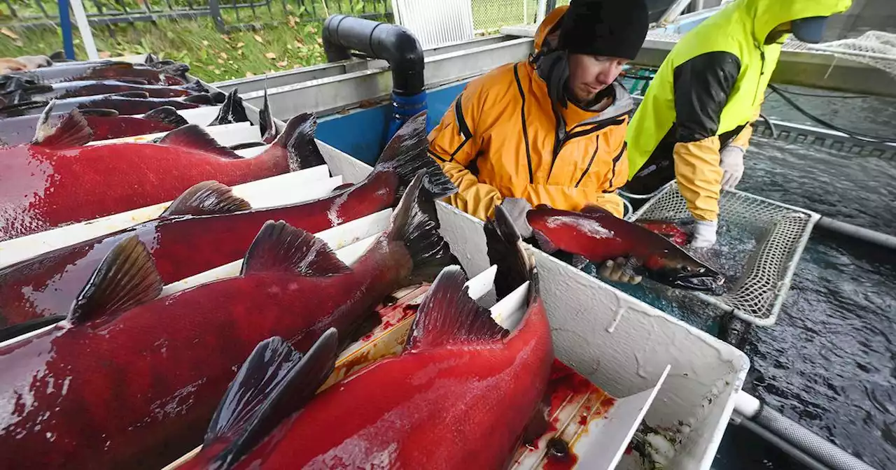 Silver salmon egg take in Anchorage sets up a future generation for sportfishing