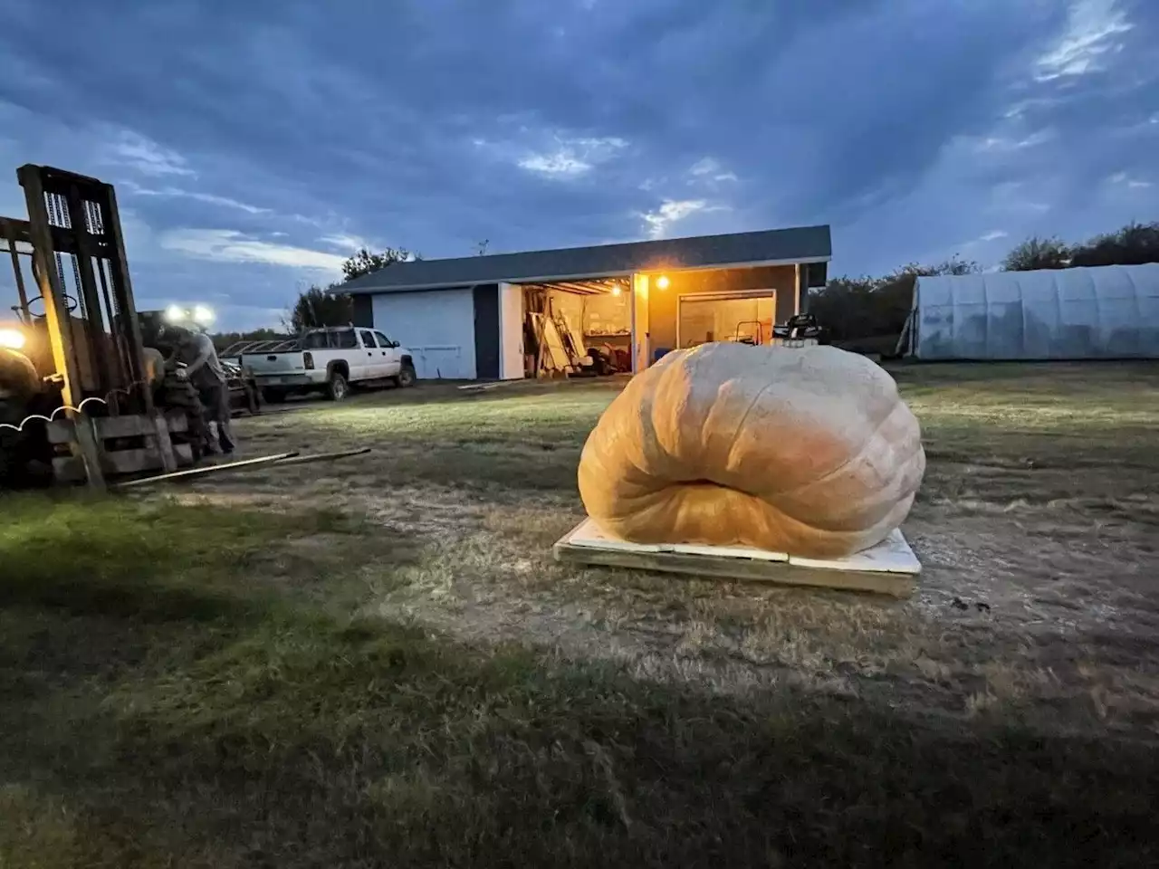 'It felt pretty darn good': Alberta man grows largest pumpkin ever in Canada