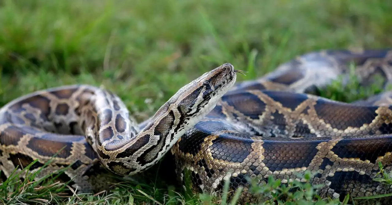 Man charged with smuggling 3 Burmese pythons over U.S. border in his pants