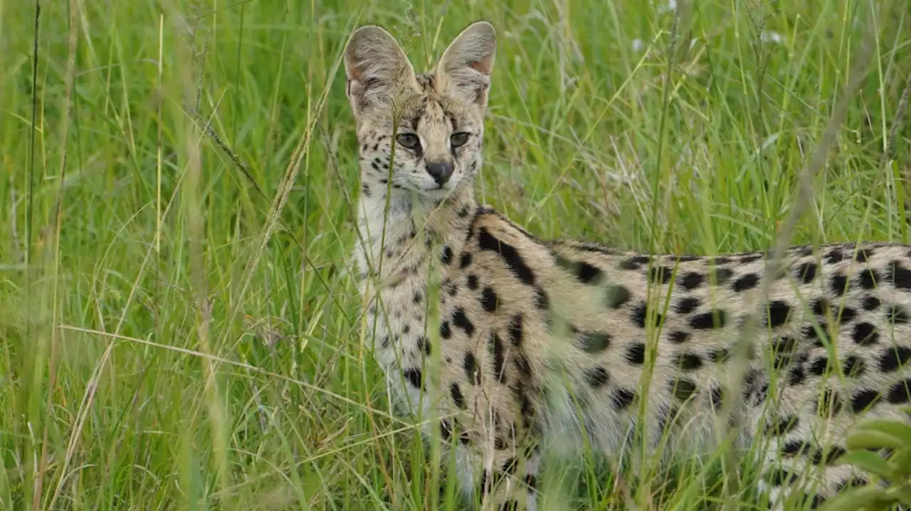 Large exotic cat on the loose near Victoria is third African serval to escape on Vancouver Island this week