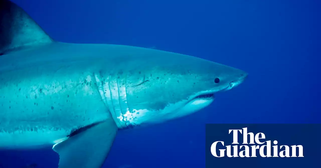 Shark attack: man’s left arm ‘nearly severed’ in waters off Port Hedland in WA