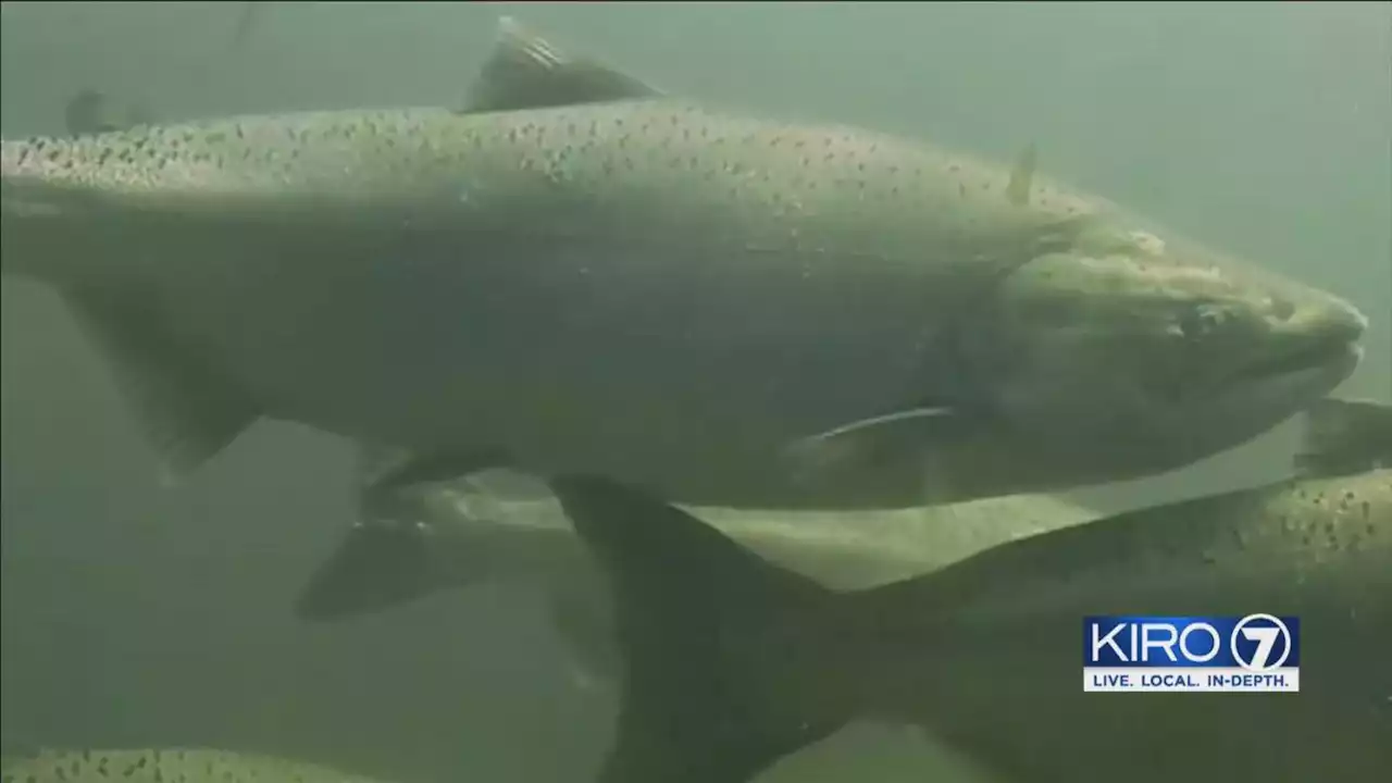 Fishing for salmon, game fish on coastal rivers and tributaries to close starting Oct. 8