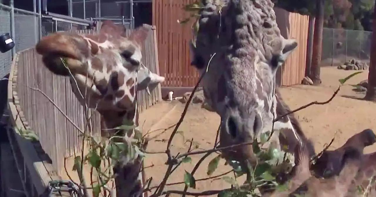 East Bay arborists help keep giraffes at Oakland Zoo well-fed