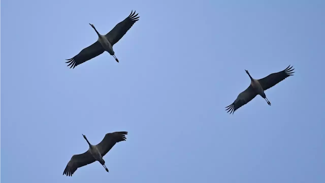 Zehntausende Kraniche machen Rast: Sorge um Tiere