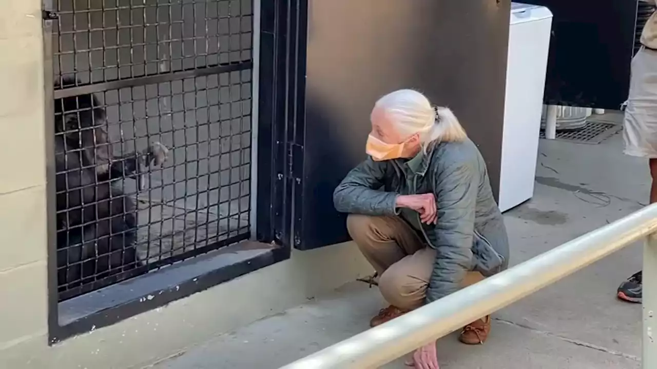 Primate Researcher Jane Goodall Visits the Oakland Zoo