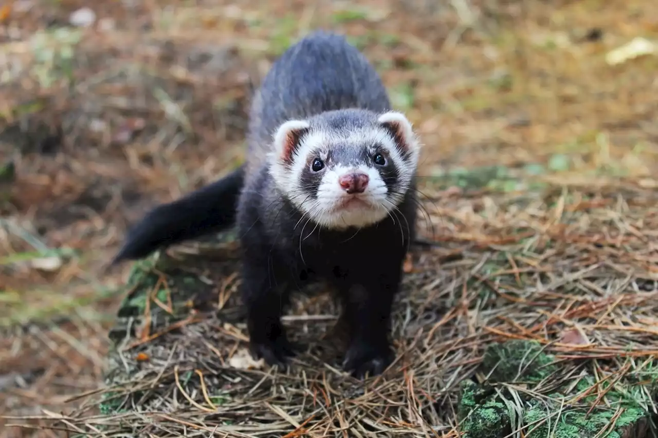 Study evaluates efficacy of a candidate SARS-CoV-2 subunit vaccine to protect endangered black-footed-ferrets