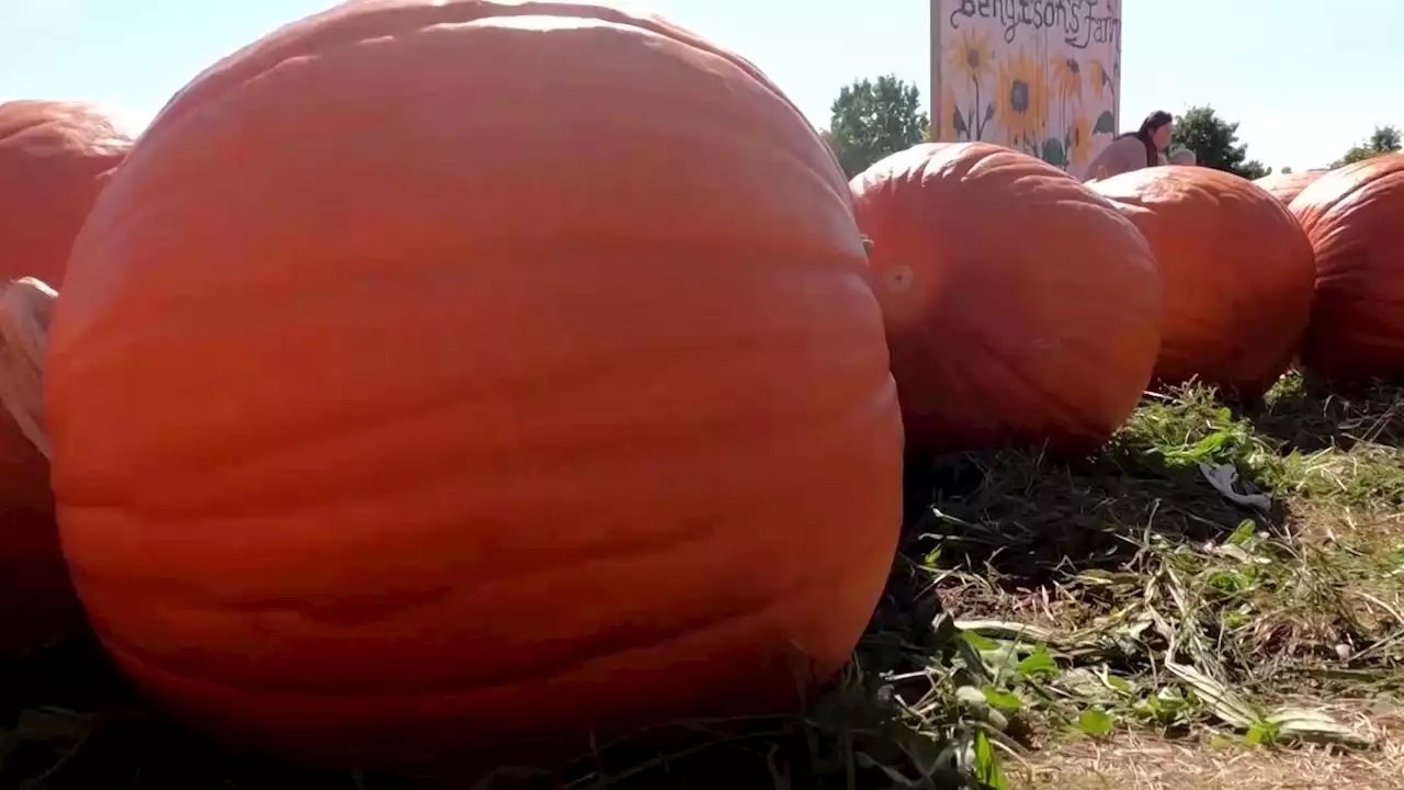 Oh my gourd! Pumpkin spice trend is a $500 mln industry in U.S.