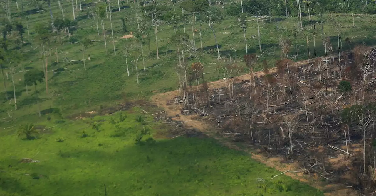 Deforestation in Brazil's Amazon hits September record as fires spike