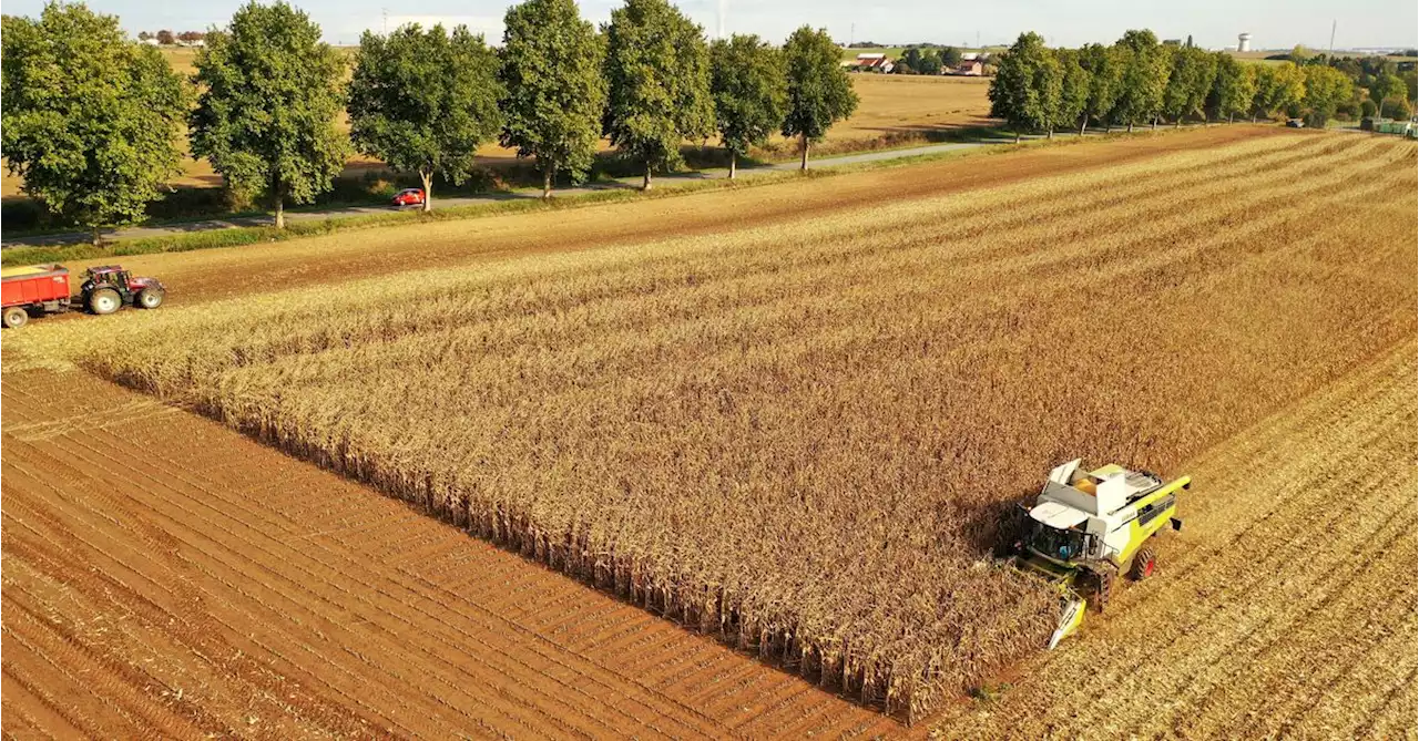 Europe's farmers bring in drought-scarred maize crop