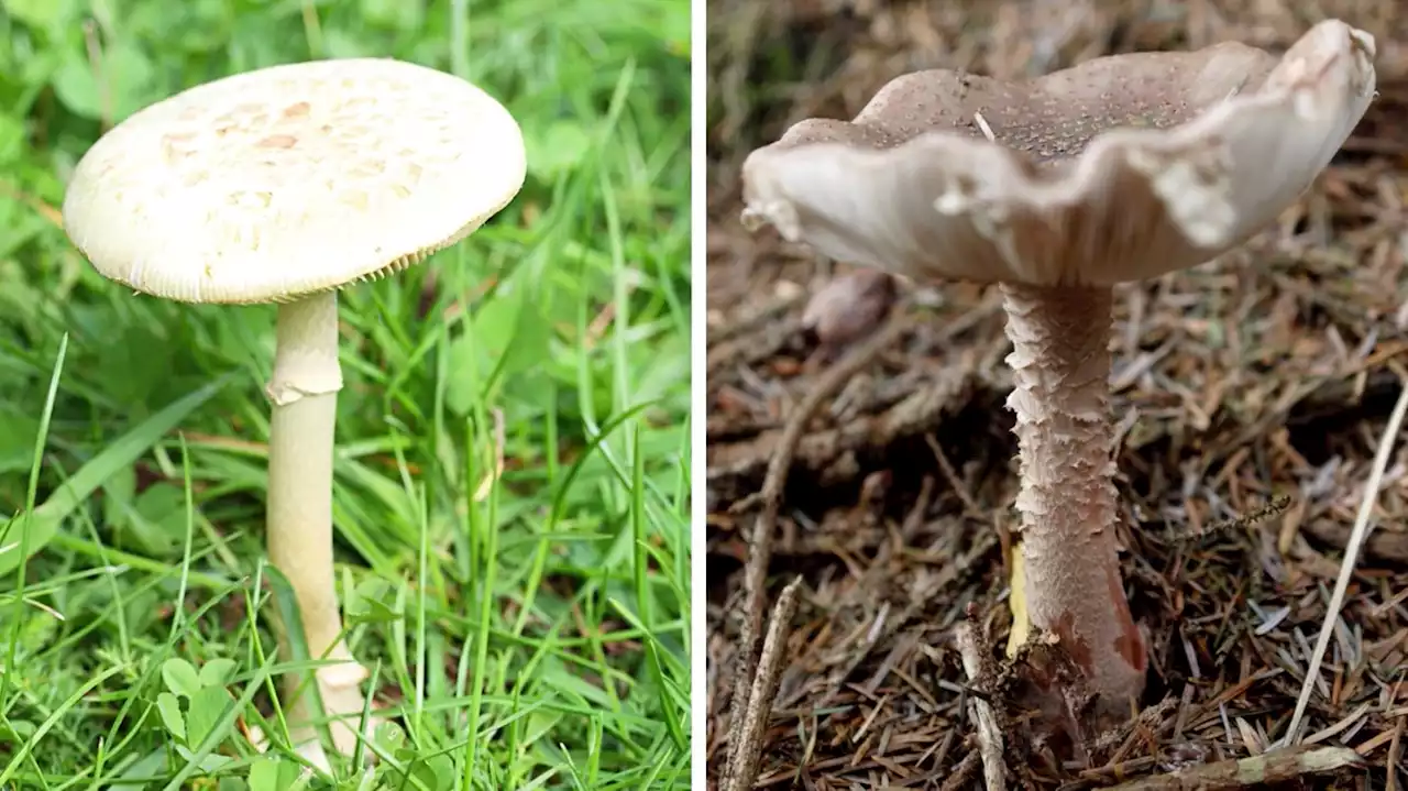 Pilze sammeln: Einer dieser Waldpilze könnte Sie töten – erkennen Sie welcher?