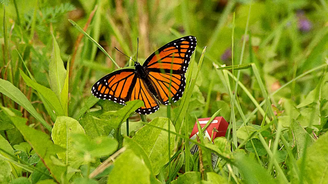 Ecologists Disappointed After Finding Monarch Butterflies Hiding Pack Of Cigarettes In Habitat