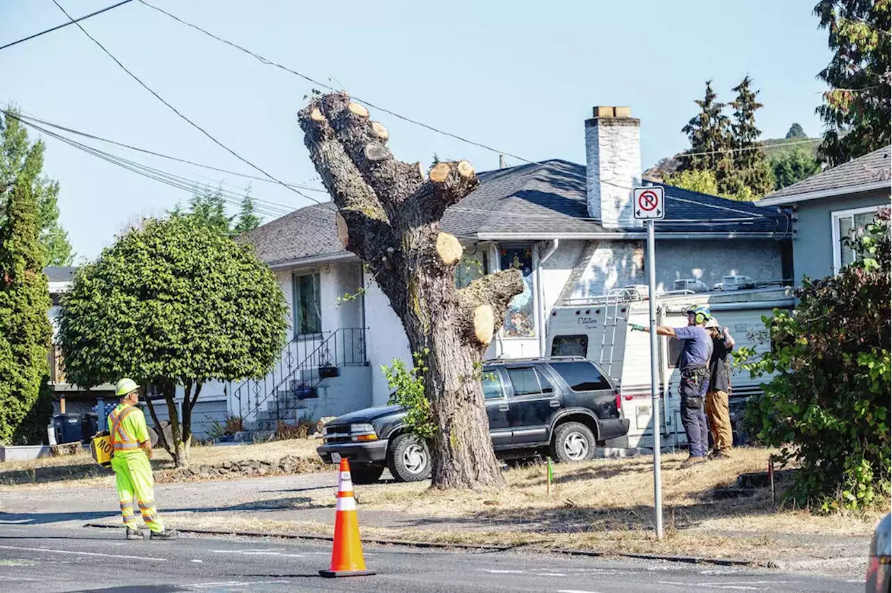 Letters Oct. 7: Mourning the loss of Shelbourne trees; election choices vital in Gulf Islands