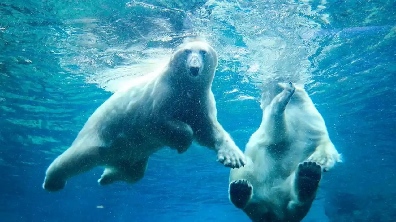 tierschutz geht vor energiesparen