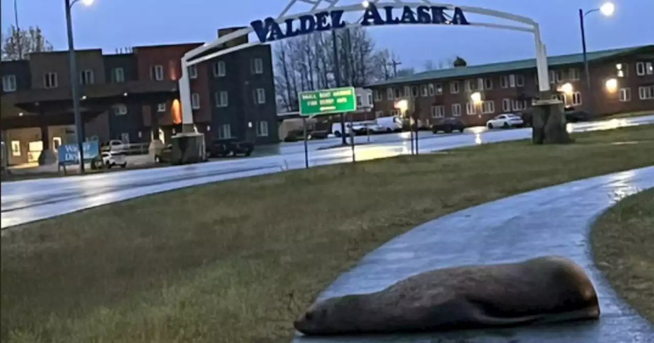 Here’s what happened when a sea lion crossed the road in Valdez