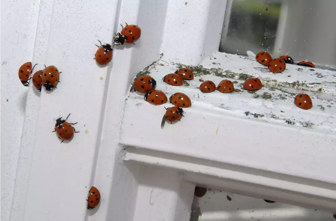 Invasion der Marienkäfer: Warum kommen so viele in die Wohnung?