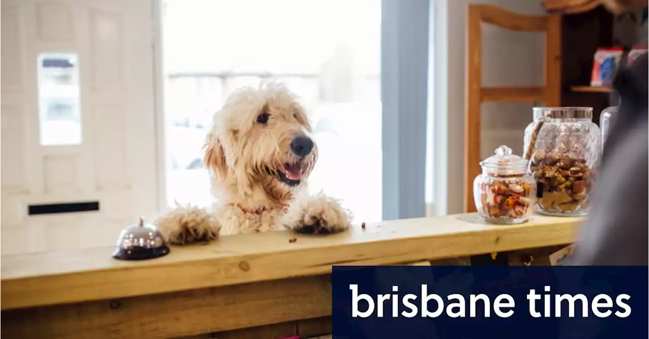 Canine cruises, ‘yappy hour’: Is Australia coming to heel in pet-friendly travel?