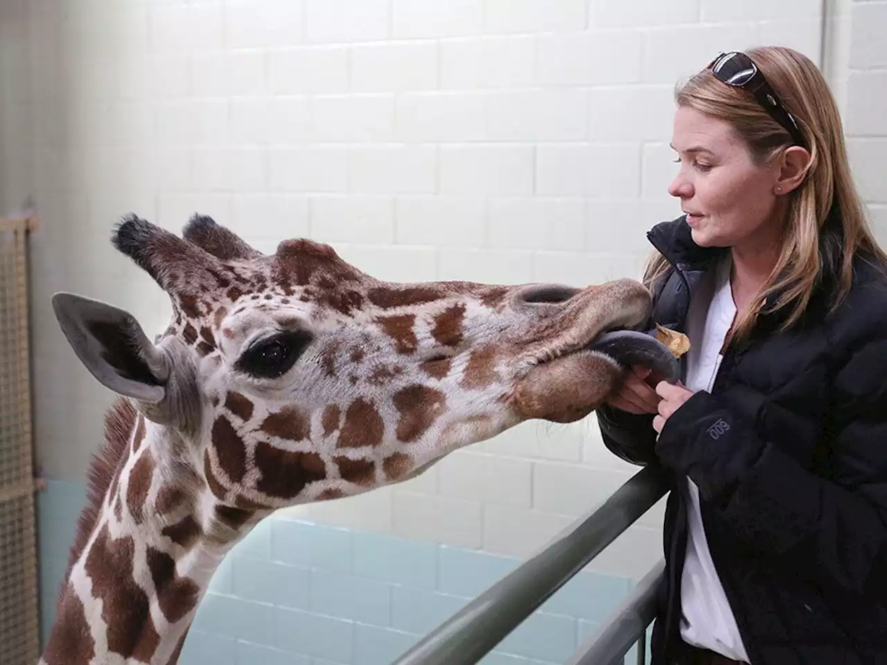 Calgary Zoo makes difficult decision to euthanize aging, ailing giraffe