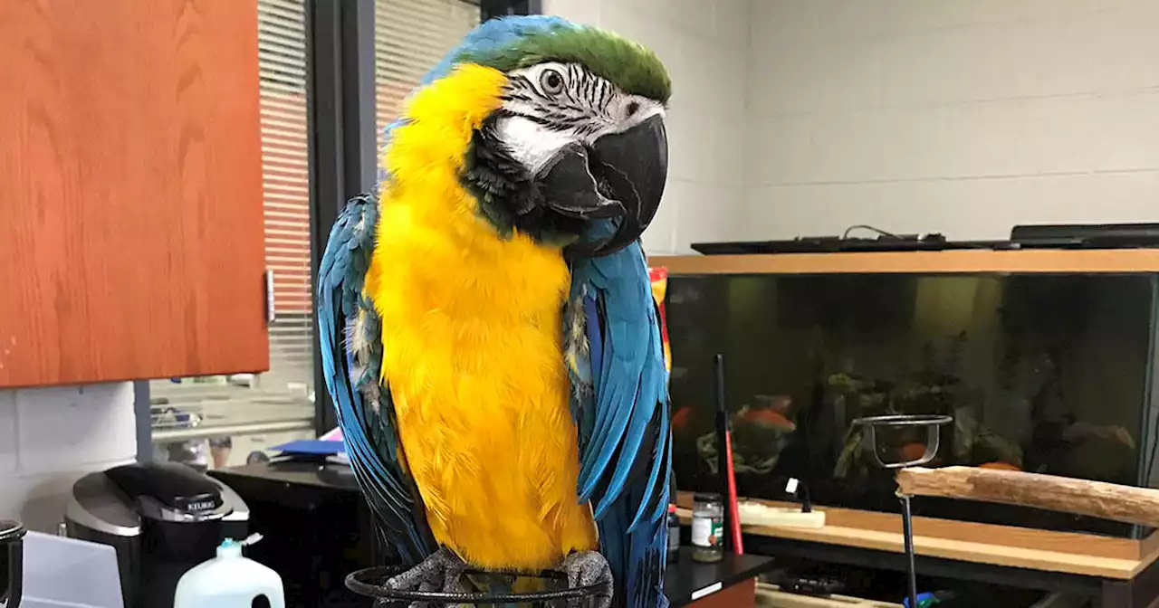 Blue the macaw, part of program at Homewood-Flossmoor High School for nearly 20 years, has been found