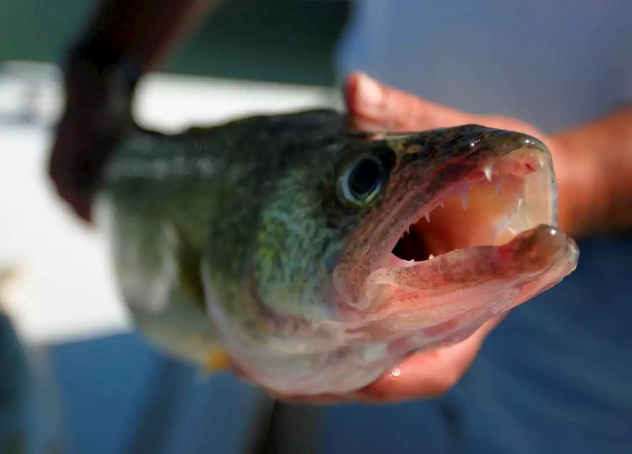 A fishy tale: Lake Erie walleye cheating scandal weighs down sport’s allure